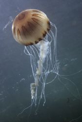 Compass jellyfish.Trearddur bay.
Anglesey. 60mm. by Derek Haslam 